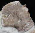 Mosasaur (Platecarpus) Vertebrae & Scapula - Shark Tooth Marks! #40422-2
